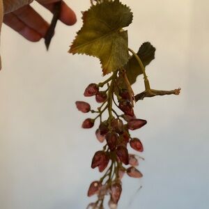Vines of grapes